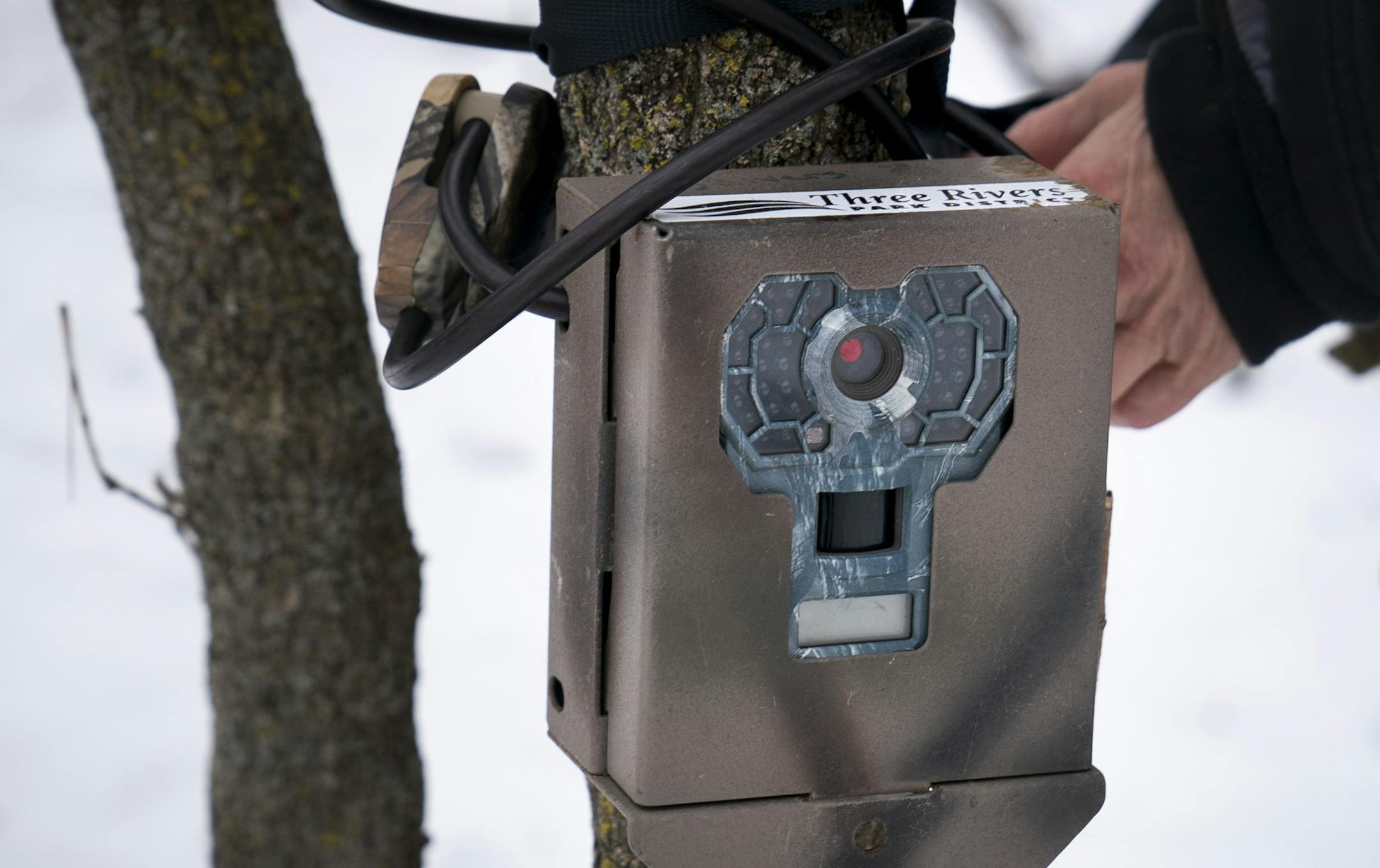 Cheryl Batson is an avid camera trapper and volunteers for Three Rivers Park District to place her camera's throughout Elm Creek Park Reserve in Maple Grove, Minn. She collected three of her cameras on Friday, January 10, 2020 to take them home and update them. ] RENEE JONES SCHNEIDER ¥ renee.jones@startribune.com