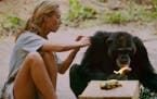 Gombe, Tanzania - David Greybeard was the first chimp to lose his fear of Jane, eventually coming to her camp to steal bananas and allowing Jane to to