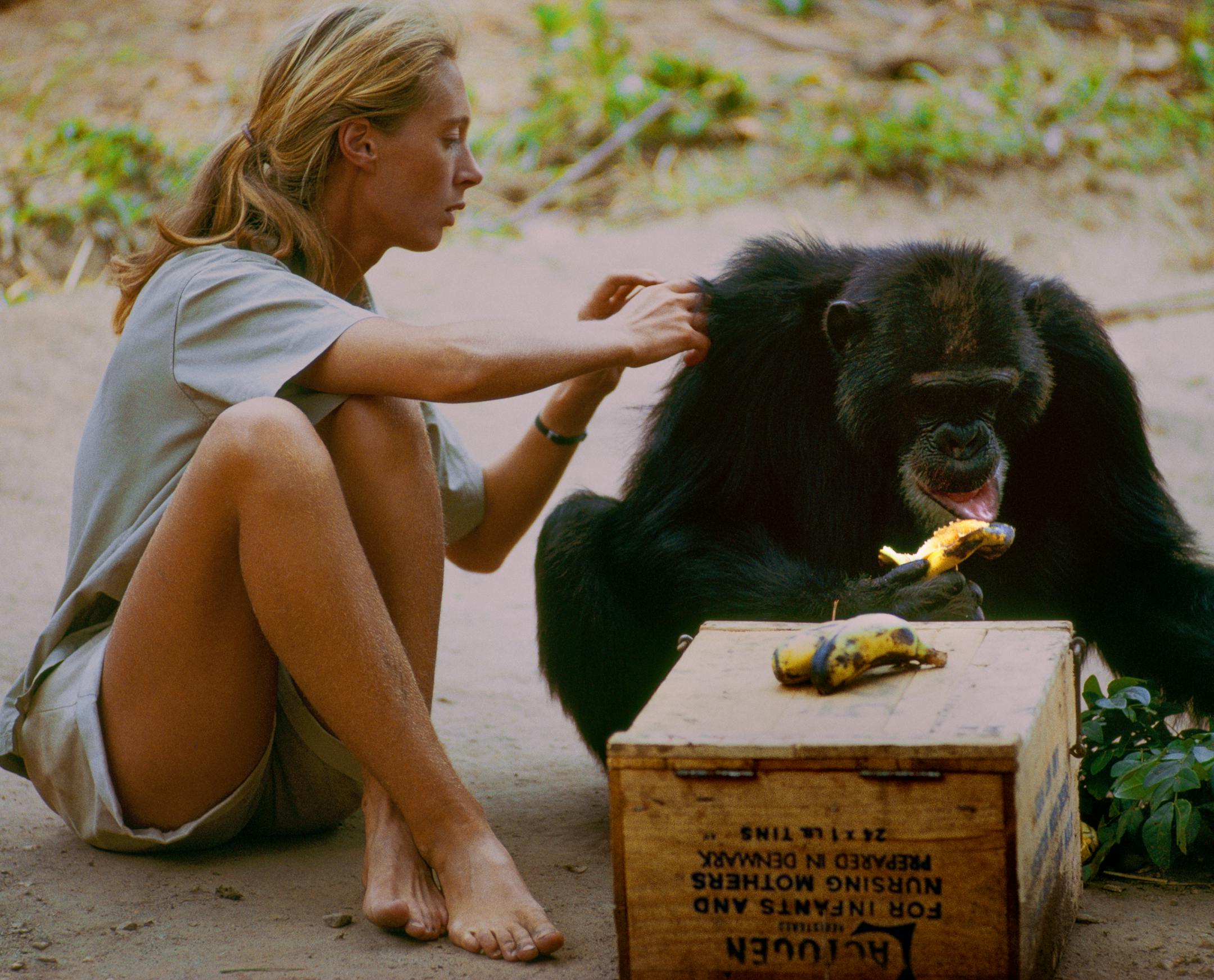Gombe, Tanzania - David Greybeard was the first chimp to lose his fear of Jane, eventually coming to her camp to steal bananas and allowing Jane to touch and groom him. As the film JANE depicts, Jane and the other Gombe researchers later discontinued feeding and touching the wild chimps. The feature documentary JANE will be released in select theaters October 2017. (National Geographic Creative/ Hugo van Lawick)