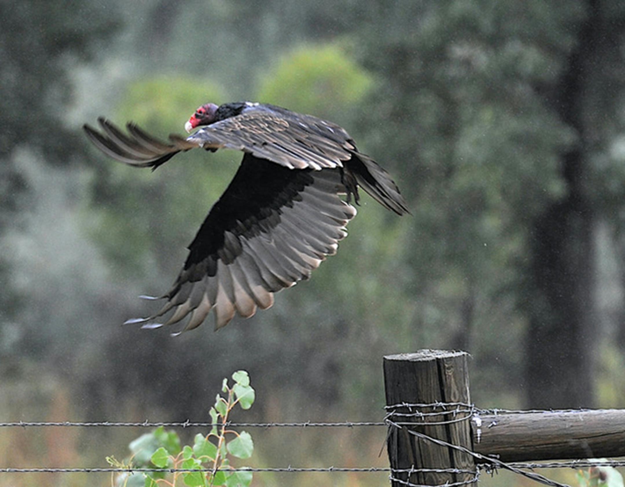 A turkey vulture with wings spread takes off from a fence post.