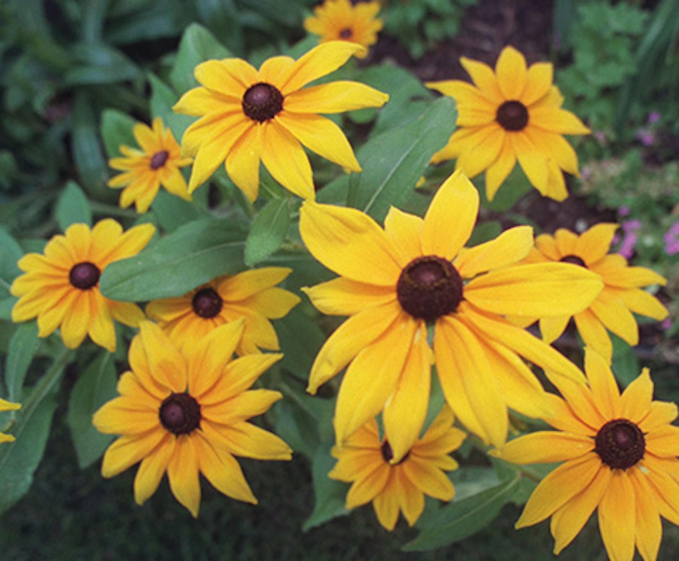 Side by side neighbors have their yards adjoining and includes paths for them and neighbors. Shadey perennials, pond and stream railing wood ducklings. -- to come