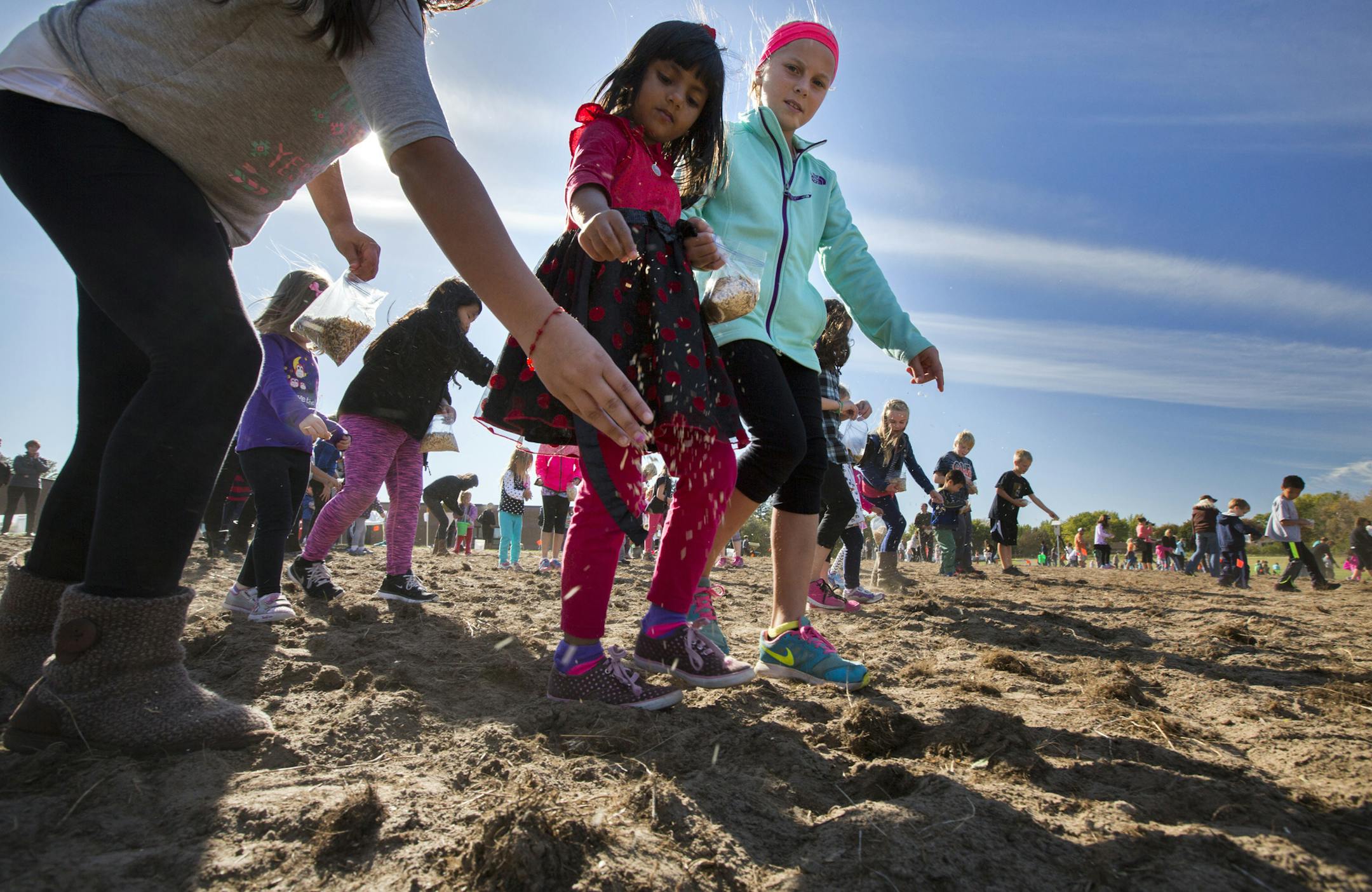 Students at Otter Lake Elementary school in White Bear Lake planted seeds for a new 2.3 acre prairie behind the school Wednesday afternoon. Here, Karla Barragan (left, hand) Ashmitha Cuxu (center) and Bev Peterson planted seeds in the freshly turned soil. ] Brian.Peterson@startribune.com White Bear Lake, MN - 10/14/2015