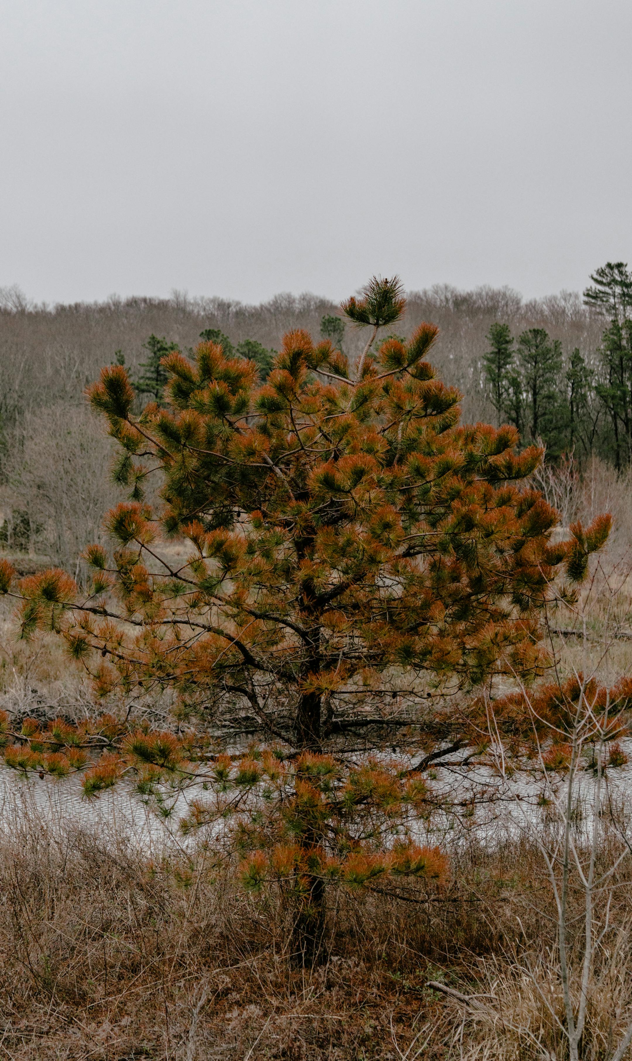 A pitch pine tree, which thrives in drier, upland conditions, slowly succumbs to increased saturation from a stream that has been redirected to its original, curving route at Mass Audubon's Tidmarsh Wildlife Sanctuary in Plymouth, Mass., April 27, 2017. Scientists are turning a cranberry bog back into coastal wetland. The experiment is seen as a path for dormant bogs and another chance for vanishing habitat. (Tristan Spinski/The New York Times)