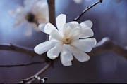 Magnolia, Royal Star
credit: Bailey Nurseries