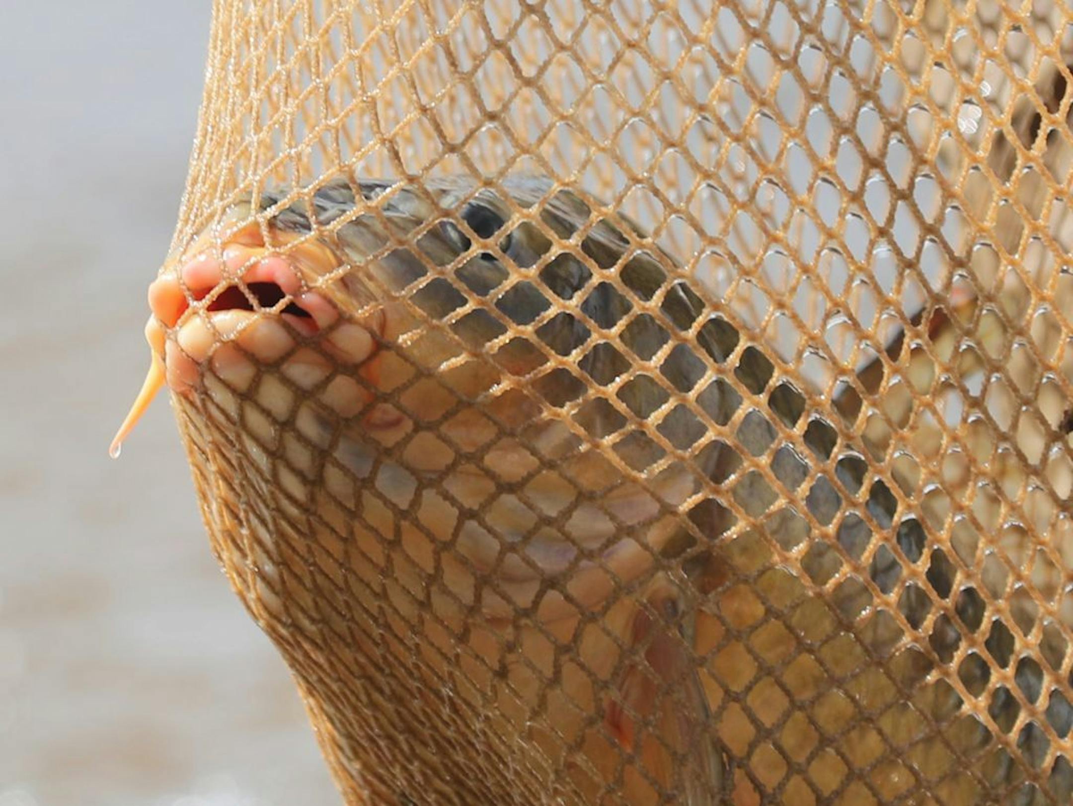 A common carp taken from the Mississippi River by shocking the water with a strong electrical charge to temporarily stun the fish Tuesday, Sept. 17, 2019, in Genoa, WI. The fish were implanted with transmitters to track their movement when they were released back into the Mississippi River to test technology placed at nearby US Lock and Dam number 8 to prevent invasive spieces of carp from breaching the dam and moving up river.