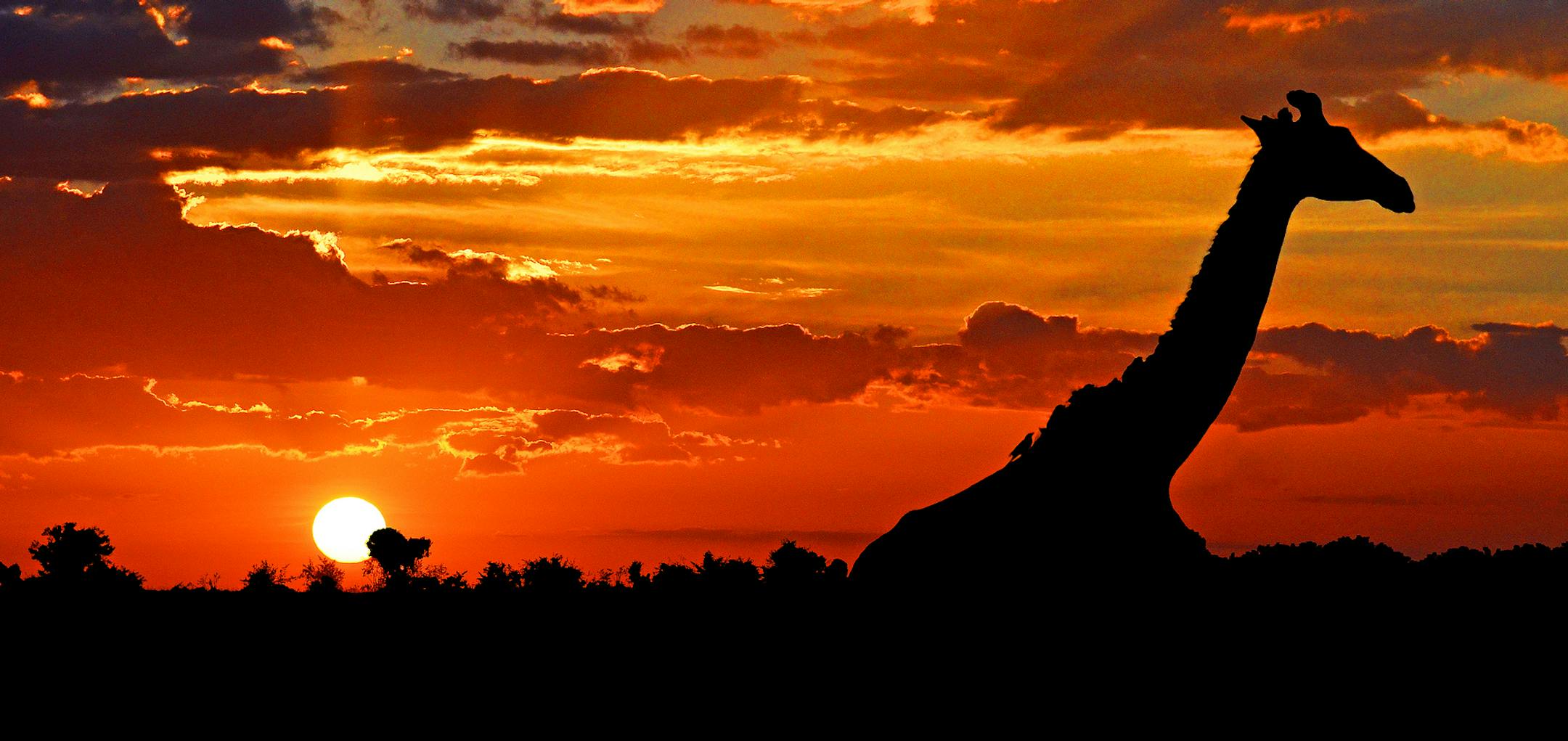 MM1 - Maasai Mara National Reserve, Kenya. Giraffe silhouette December 2013