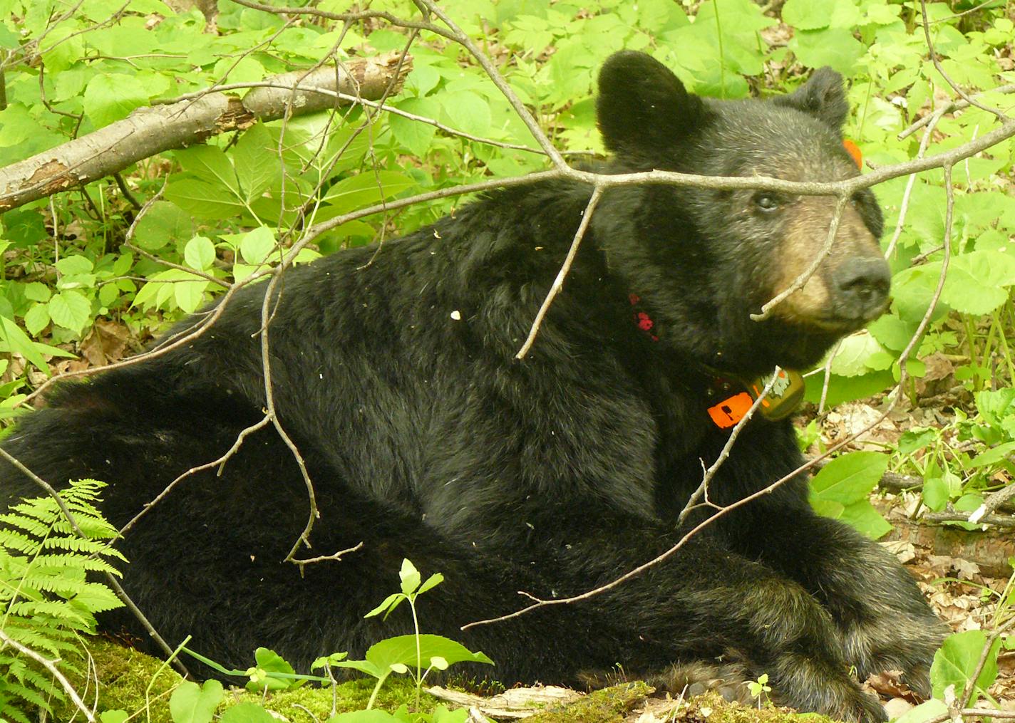 FILE PHOTO FROM 2013: This northern Minnesota black bear, called simply No. 56 because that's the number on her radio collar, now is more than 39 years old, the oldest known wild black bear. (DNR photo)