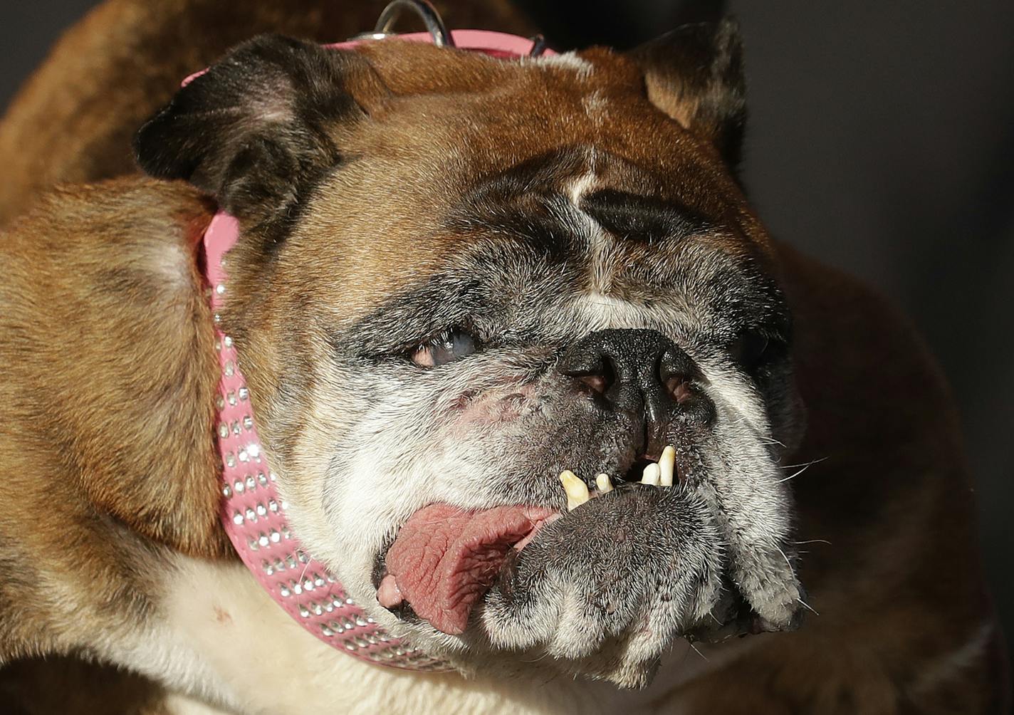 Zsa Zsa, an English Bulldog owned by Megan Brainard, stands onstage after being announced the winner of the World's Ugliest Dog Contest at the Sonoma-Marin Fair in Petaluma, Calif., Saturday, June 23, 2018. (AP Photo/Jeff Chiu)