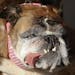 Zsa Zsa, an English Bulldog owned by Megan Brainard, stands onstage after being announced the winner of the World's Ugliest Dog Contest at the Sonoma-