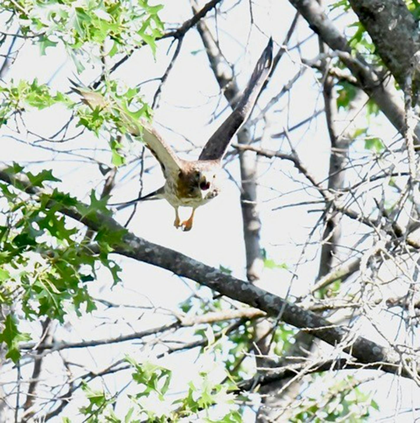 Hawk incoming. Jim Williams photo