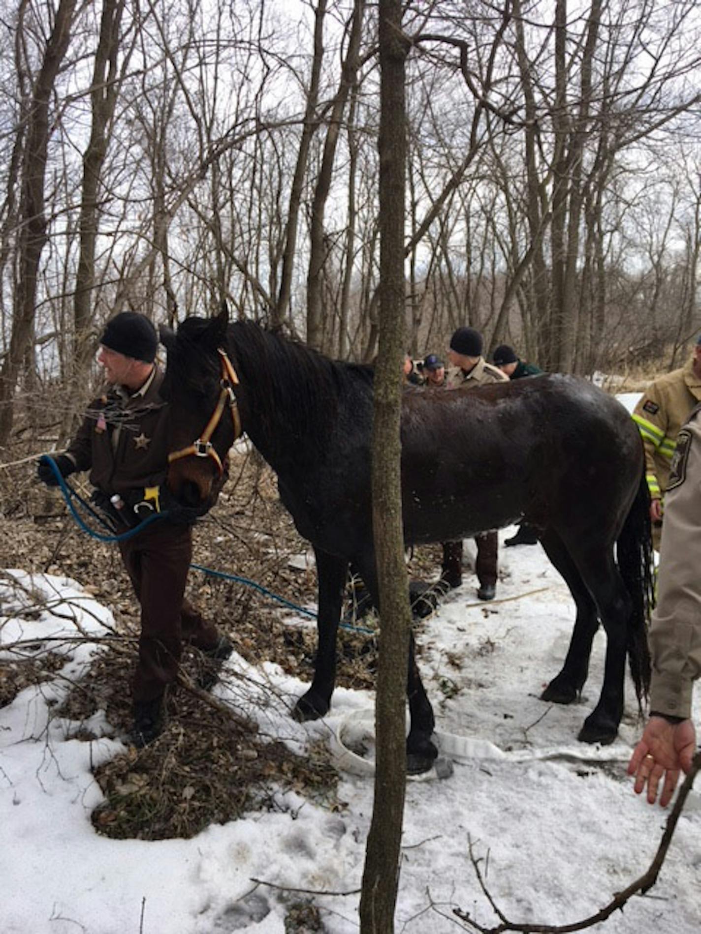 A Fresian horse named Likira was rescued Sunday.