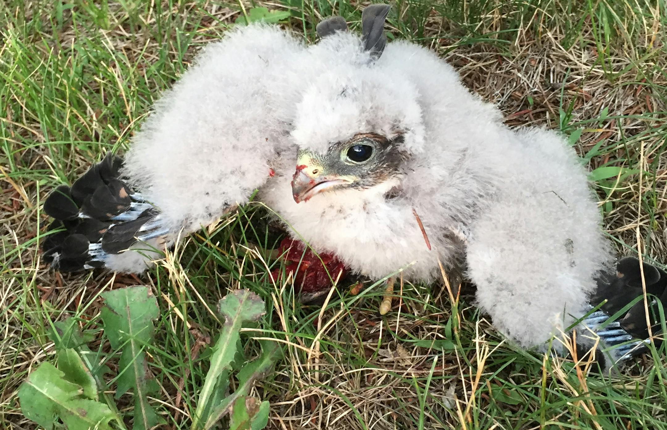 After falling out of its nest, a very young merlin is fed on the ground by its parents, next door to Jim Sheehanís house. (Photo by Jim Sheehan)
