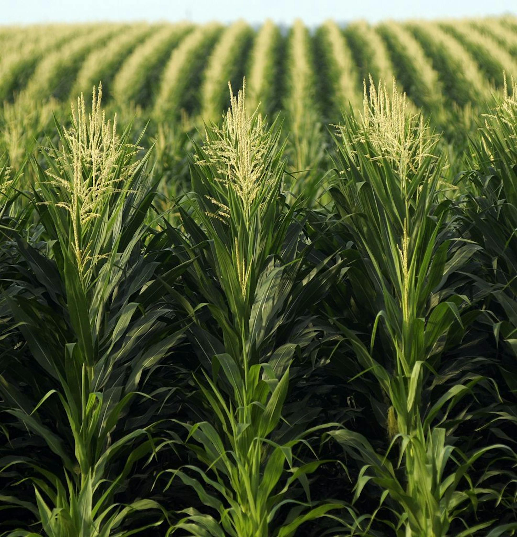 This corn stands tall at project Liberty on Friday morning July 22, 2011 in Emmetsburg Iowa. The Poet Biomass stack yard contains thousands of corn husk bales which are stored in Emmetsburg Iowa. The bales are used to produce cellulosic ethanol. Each bale yields about 50 gallons of Ethanol.