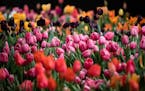 Tulips are displayed during a preview of the Philadelphia Flower Show Friday, March 10, 2017 at the Pennsylvania Convention Center in Philadelphia. Th
