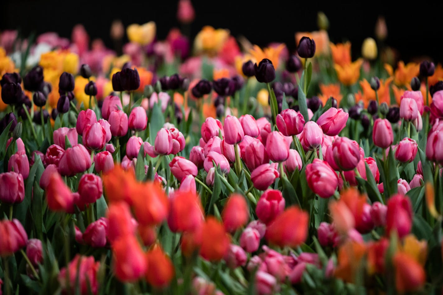 Tulips are displayed during a preview of the Philadelphia Flower Show Friday, March 10, 2017 at the Pennsylvania Convention Center in Philadelphia. The theme of this year's floral festival is "Holland: Flowering the World" and it is scheduled to run from March 11 through March 19. (AP Photo/Matt Rourke)