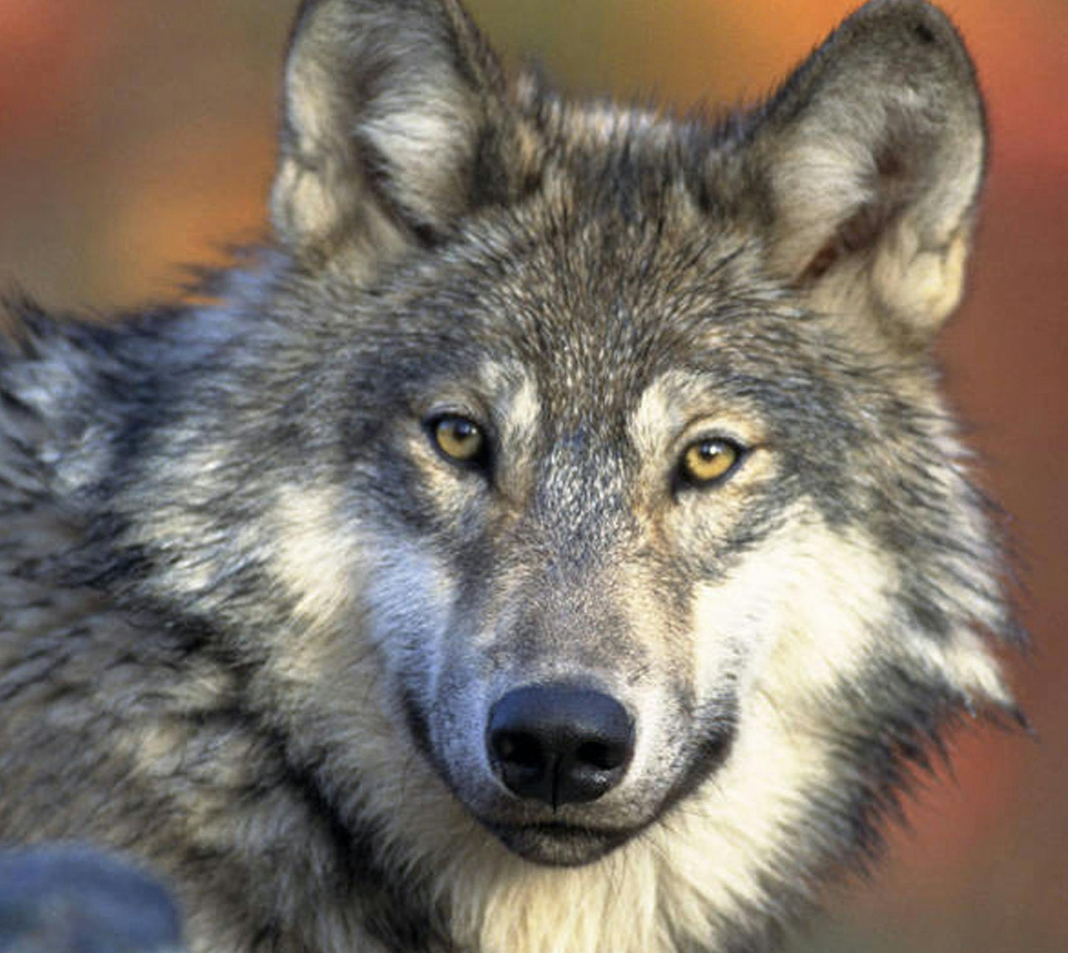 Minnesota's second regulated wolf hunting and trapping season was held in 2013, but the issue of wolf management remains controversial. Photo/U.S. Fish and Wildlife Service ORG XMIT: MIN2013122313260449
