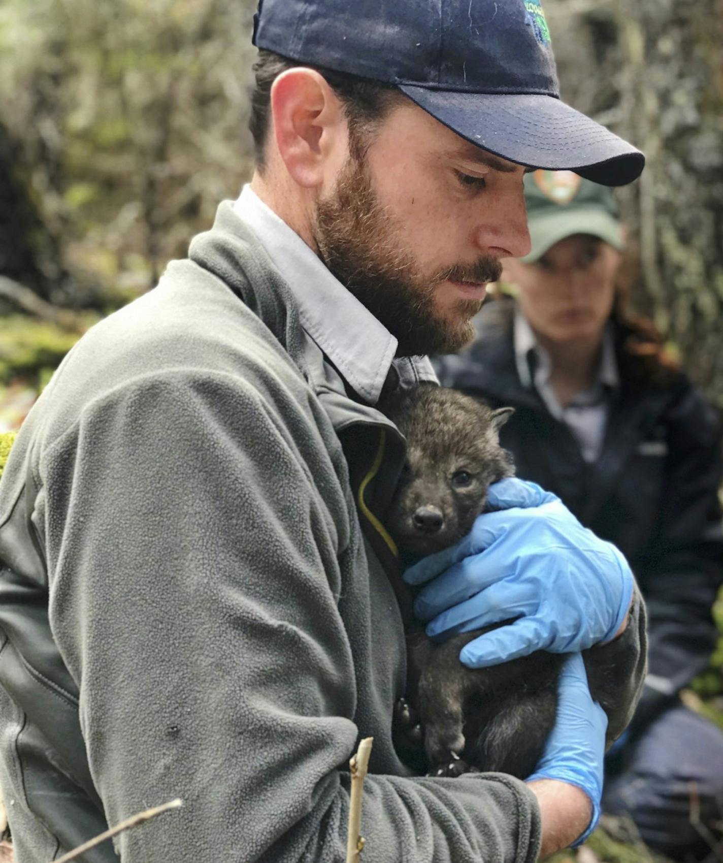 Tom Gable held a wolf pup that was tagged last spring.