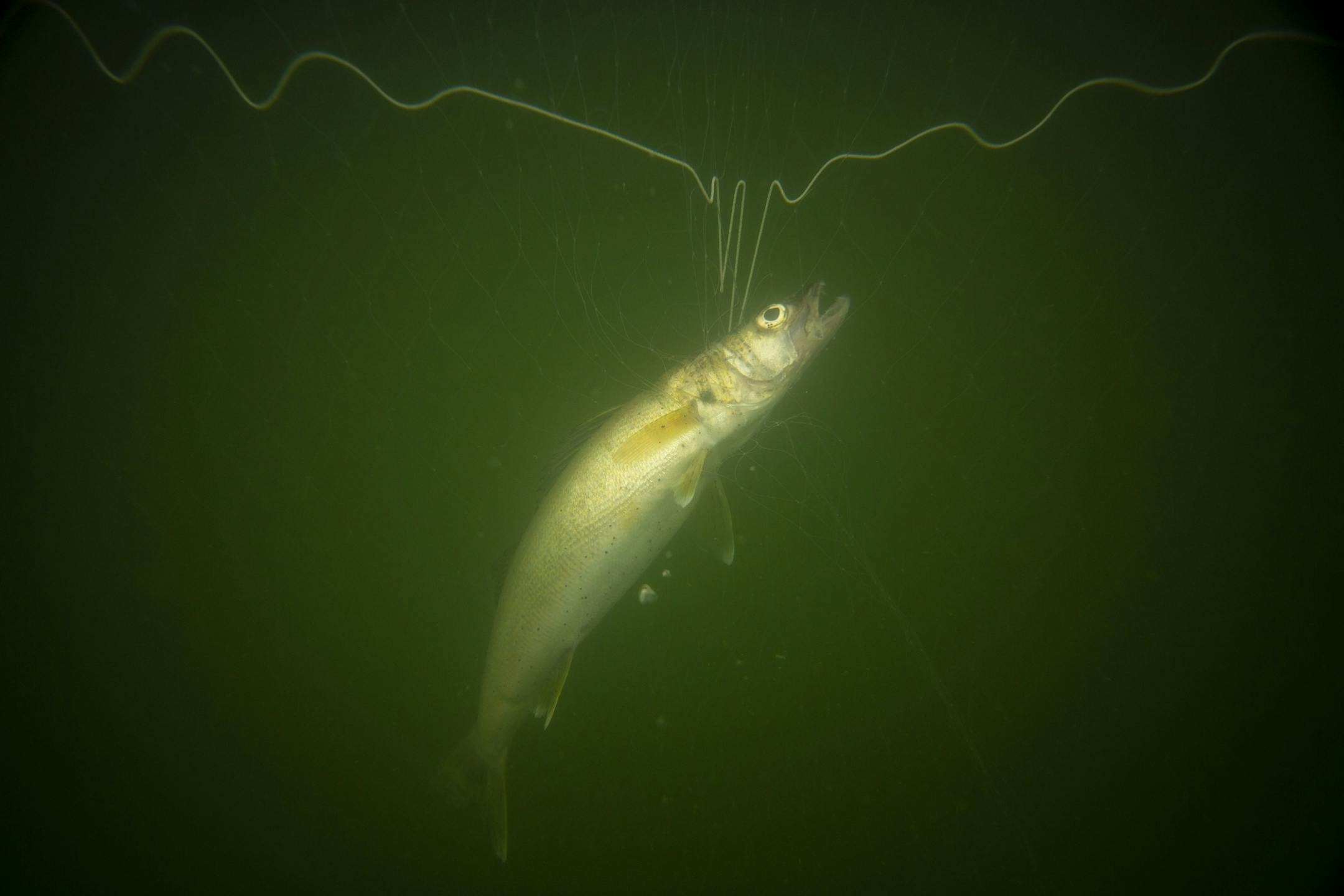 A cisco is caught in one of the nets set by biologists on the day prior. 36 cisco were pulled up in the nets. They catch the fish in order to determine the depth they are currently living in so they can cross match those results with the sonar readings and get a better of idea of which of the data points were cisco vs other species of fish. ALEX KORMANN ¥ alex.kormann@startribune.com Of all the thousands of lakes in Minnesota, the DNR and University of Minnesota scientists have identified just 1