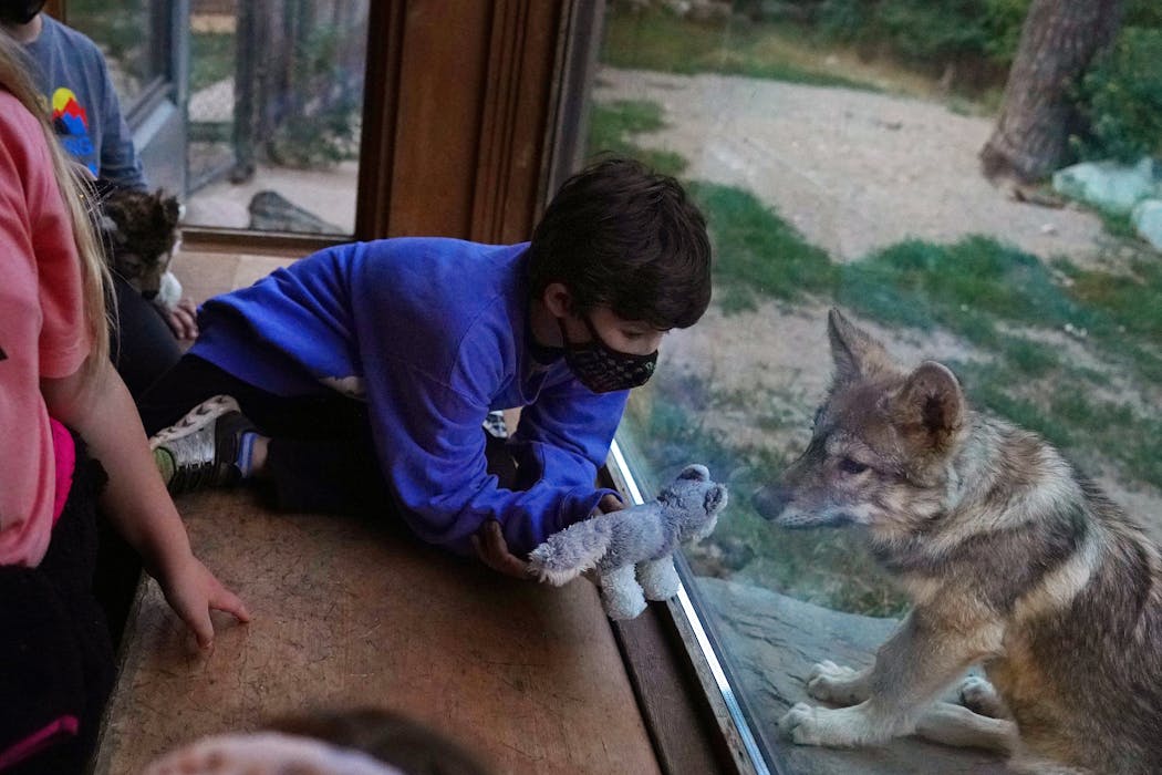 A boy and his toy wolf greeted Rieka, a gray wolf at the center.
