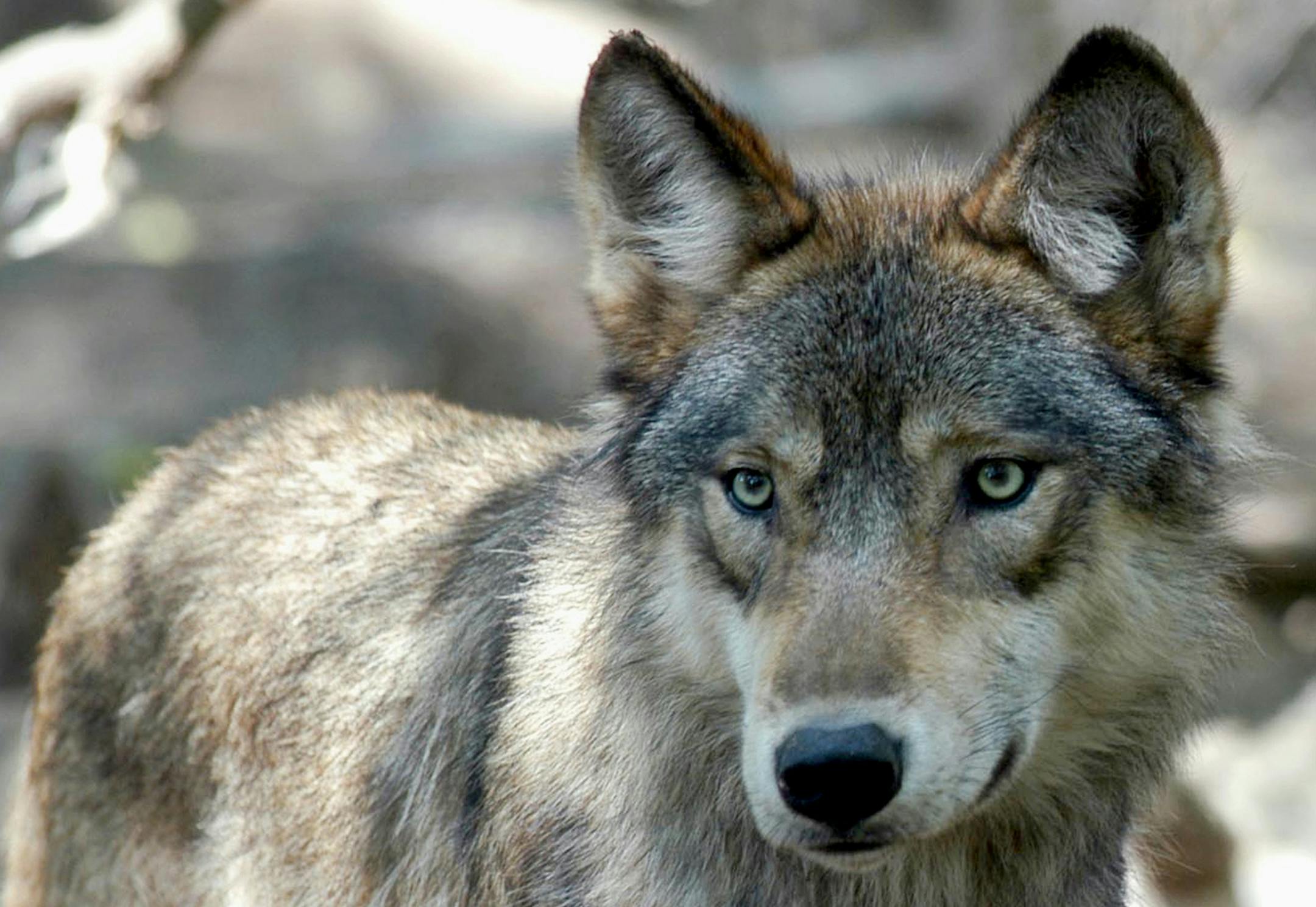 After wolves were given endangered species protections in the 1970s, their range began expanding.
