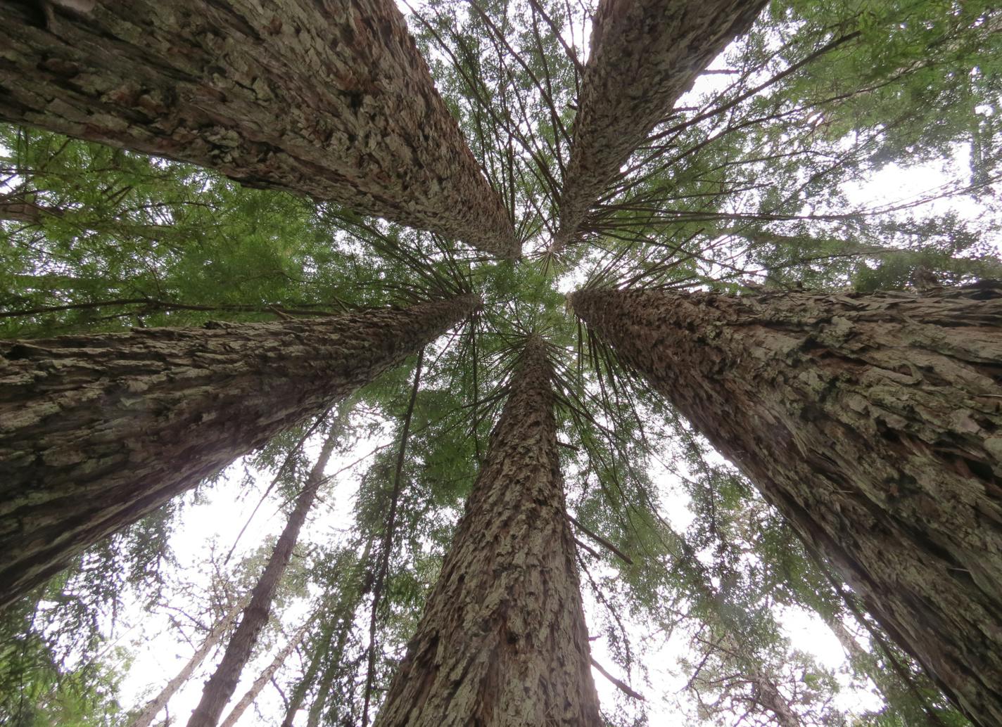 Five giant redwoods grow in a ring.