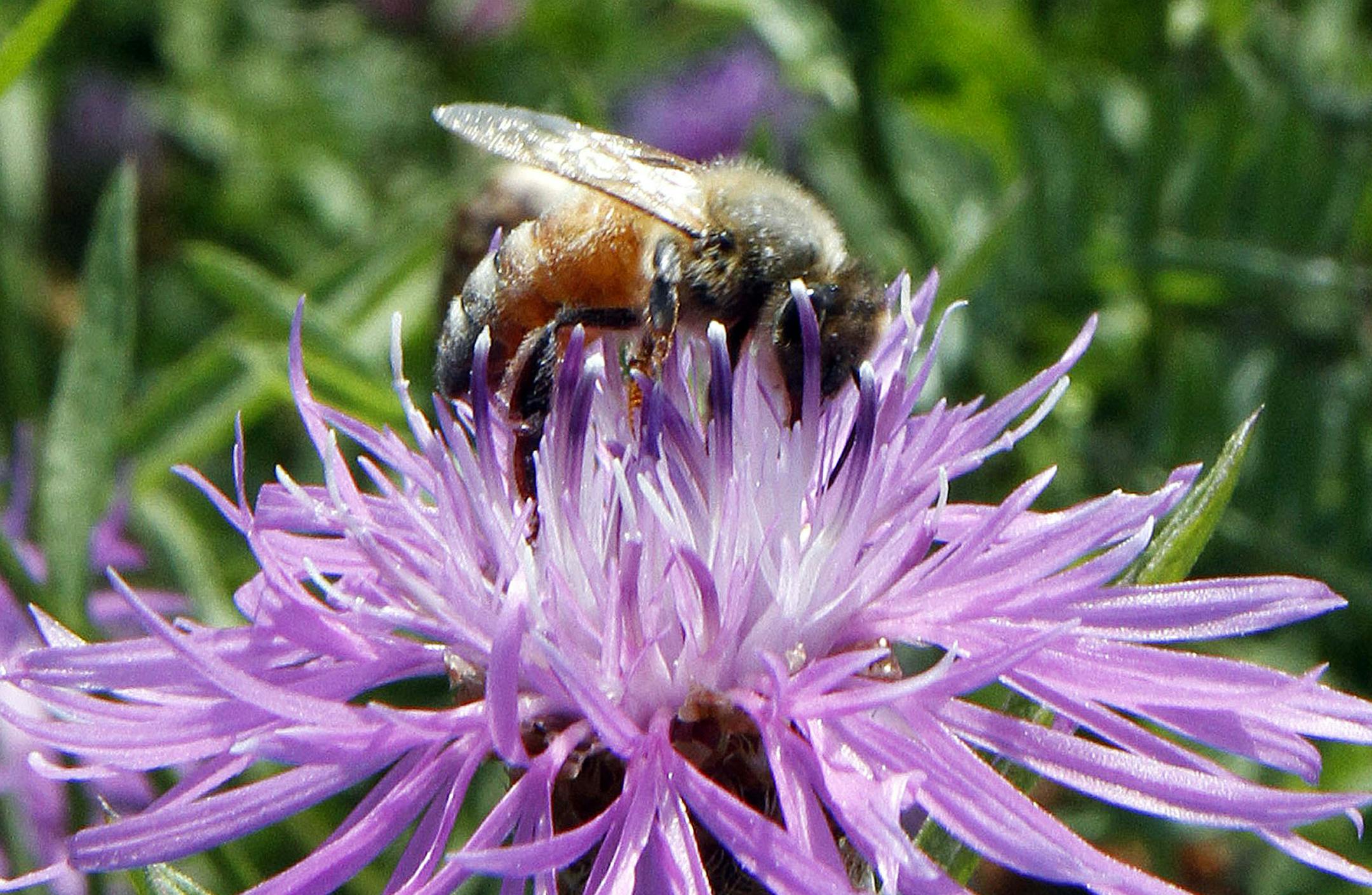 FILE - In this July 5, 2011 file photo, a bumblebee alights on the bloom of a thistle in Berlin, Vt. Increasingly sick domesticated honeybee populations are infecting the world's wild bumblebees, a new study in the journal Nature finds. It's a problem because wild bees, which are doing far worse than their managed cousins, handle a big chunk of pollination for food, such as coffee, tomatoes and blueberries. (AP Photo/Toby Talbot, File)