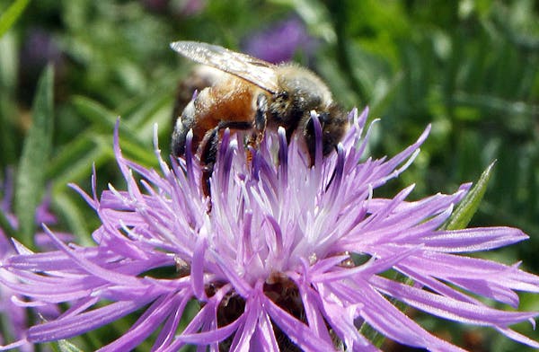 FILE - In this July 5, 2011 file photo, a bumblebee alights on the bloom of a thistle in Berlin, Vt. Increasingly sick domesticated honeybee populatio