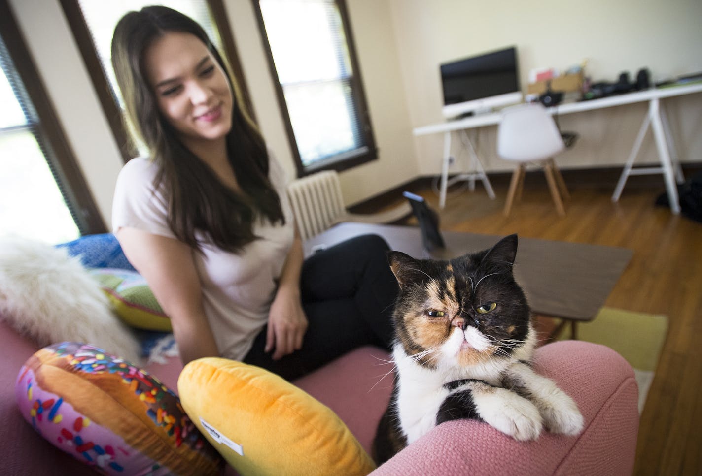 Pudge the cat posted up on one of her favorite spots, the arm rest of the couch in her owner Kady Lone's apartment.