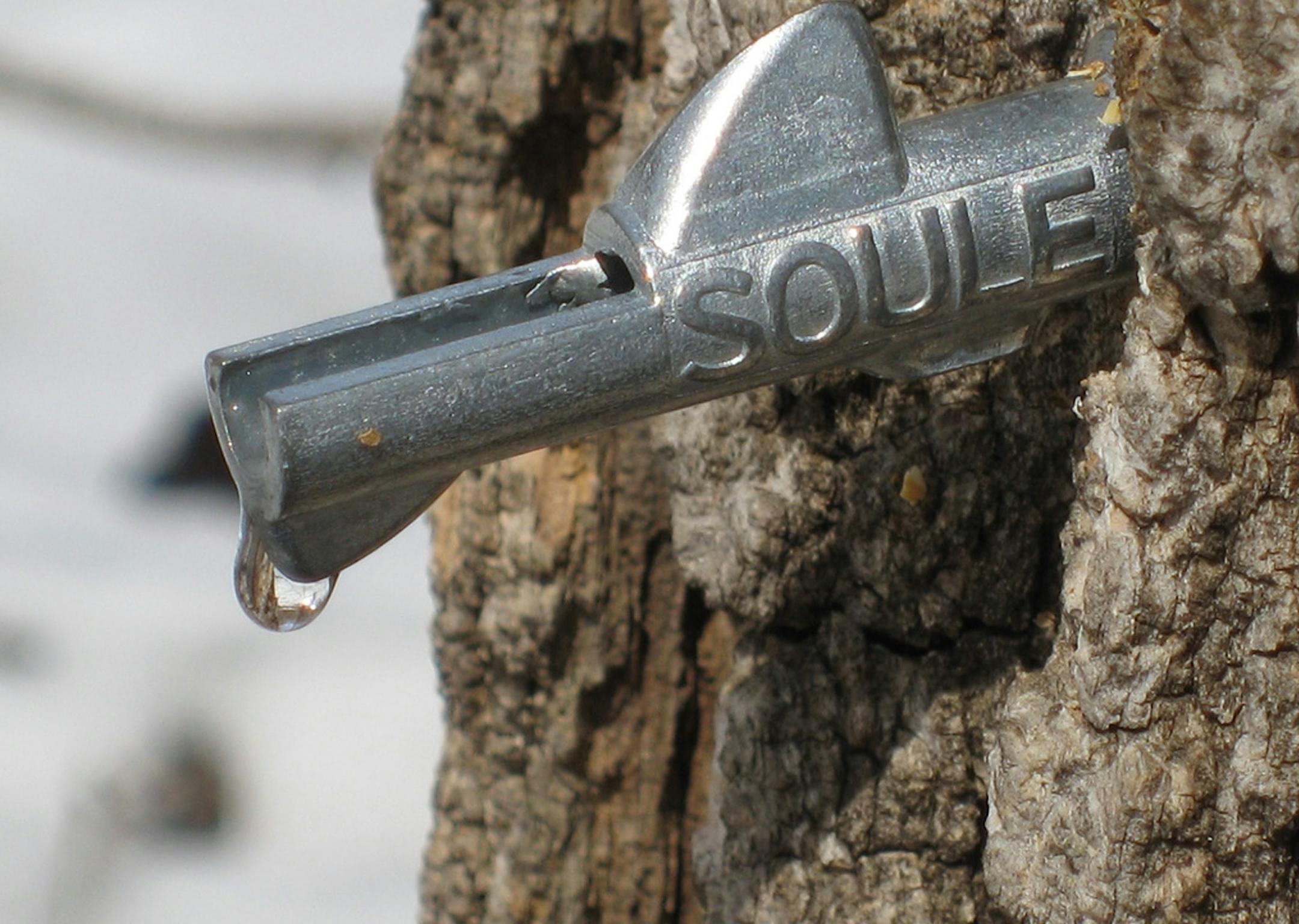 Photo courtesy of the Minnesota Maple Syrup Producers Association A maple tap in northern Minnesota ORG XMIT: MIN2013021815071734