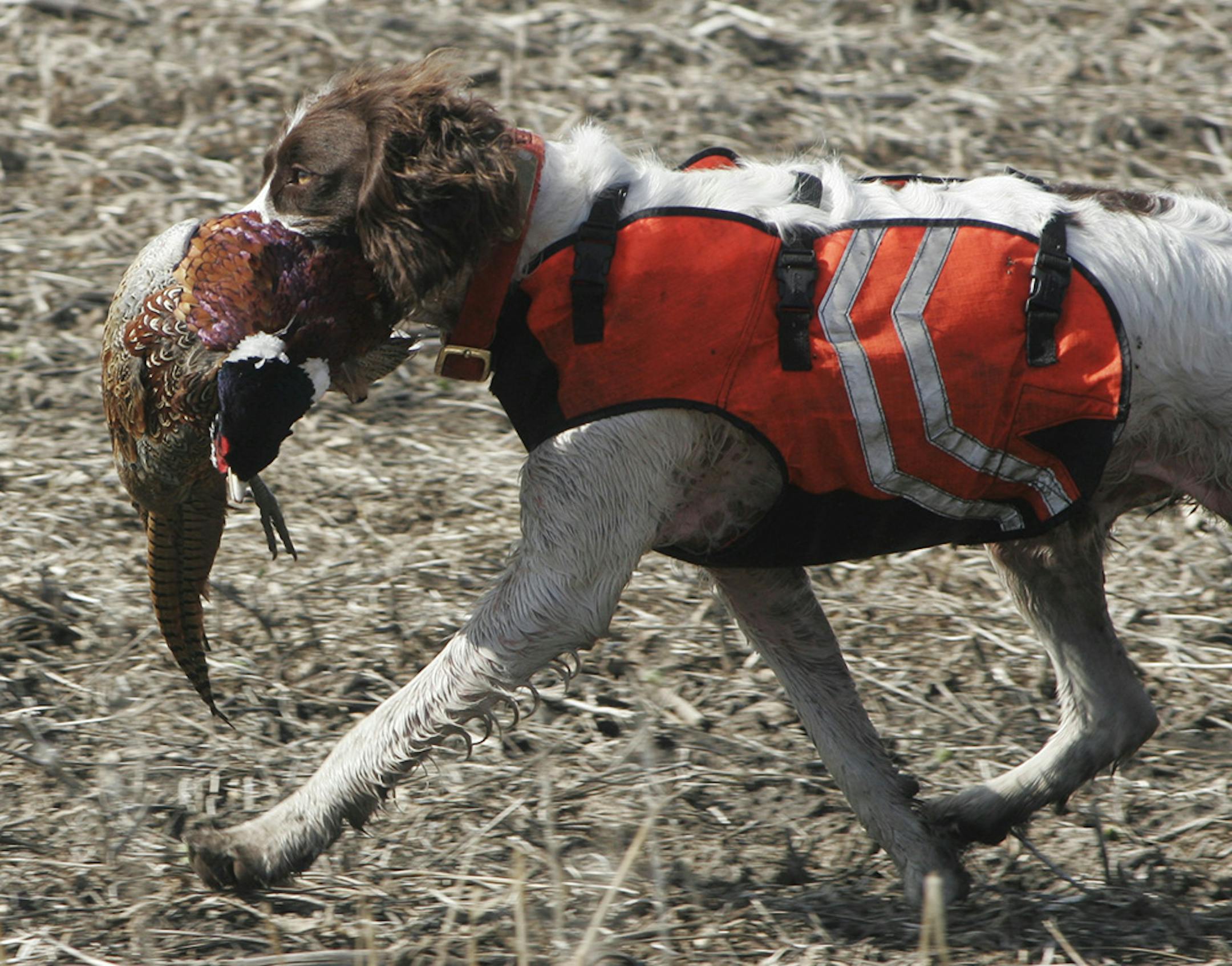 Yogi, a springer spaniel, retrieves a rooster shot by his owner, Dan Hasz of Marshall.