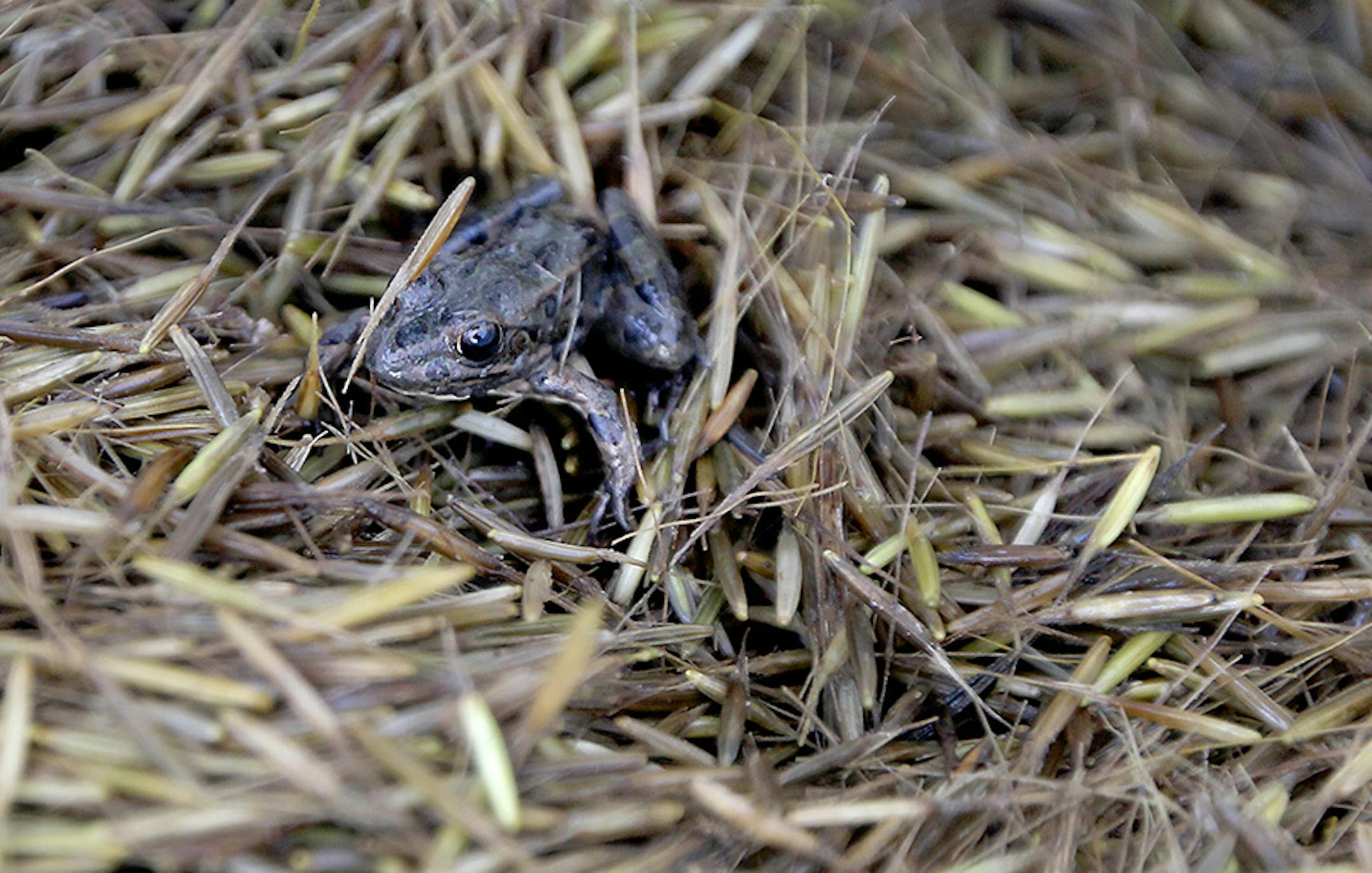 Takoda Prep students placed a little frog they found into a bucket with wild rice seeds that they were planting along the Rum River, Tuesday, October 13, 2015 near Cambridge, MN.