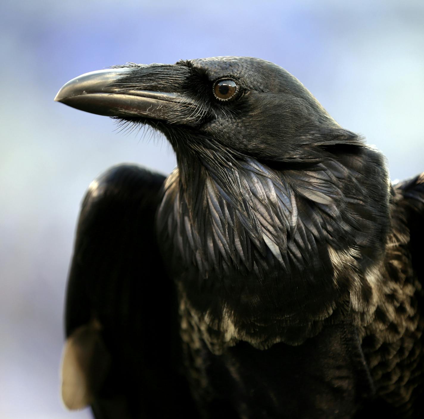 A raven is seen perched on the sideline during an NFL football game against the New York Giants in Baltimore, Sunday, Dec. 23, 2012. (AP Photo/Evan Vucci) ORG XMIT: OTK