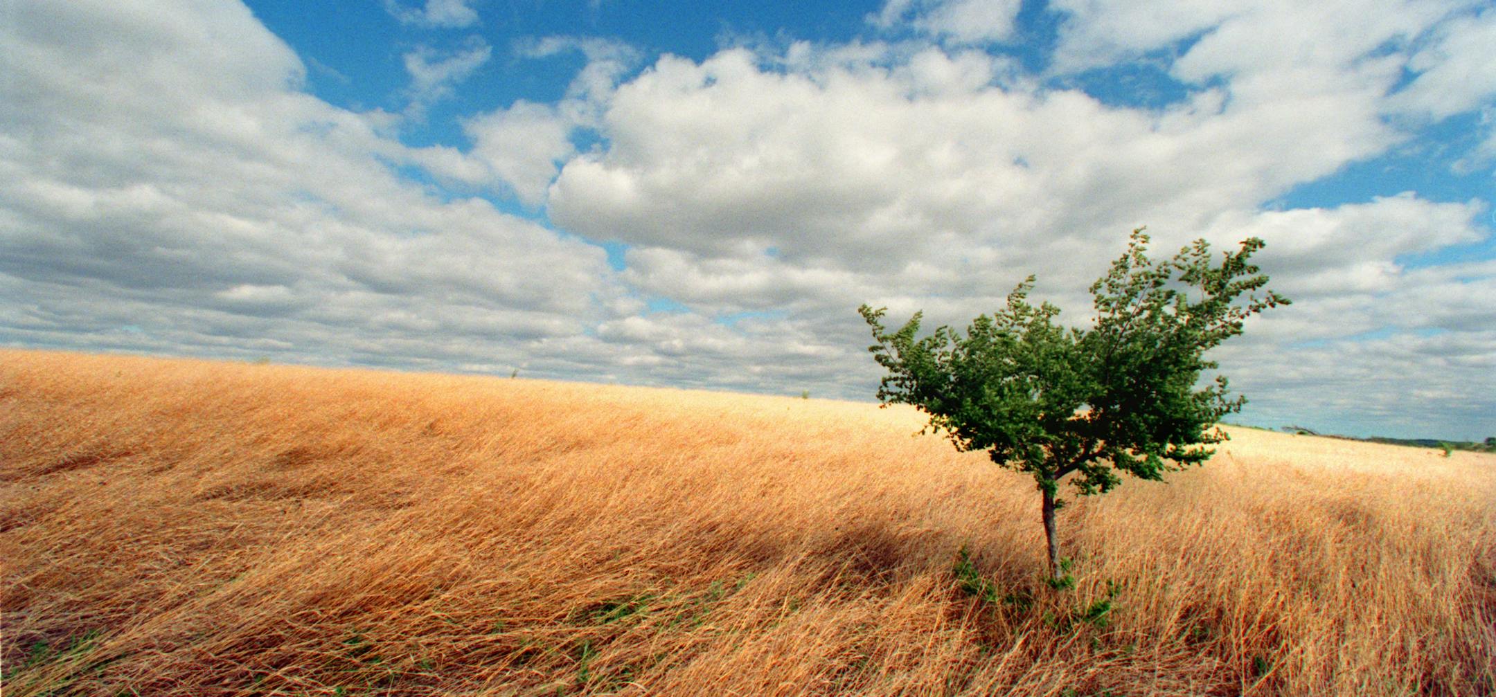 At the western end of the Minnesota River near its origins in South Dakota, it's possible to envision how the landscape and the river looked more than a century ago. The Chippewa Prairie, 1,400 acres of protected land near Milan, MN, is loaded with big bluestem grass, prairie smoke flower, blazing star, prairie roses, cordgrass, and dozens of other prairie flowers and grasses. The perennial native plants of the prairie have roots twice as long as the plant is tall which gives the soil the textur