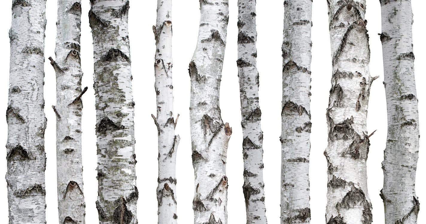 The targeted trees:
10- to 15-year-old birch trees are the ones being chopped down.
15 to 20 locations in Washburn County have seen the tree poaching.
About 6 people have been charged with stealing the birch trees.