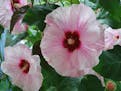 Hardy hibiscus is end-of-summer showstopper