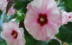 Hardy hibiscus is end-of-summer showstopper