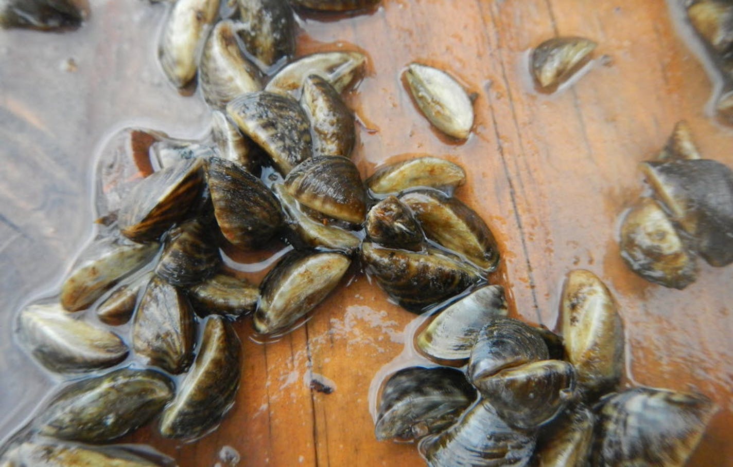 Zebra mussels