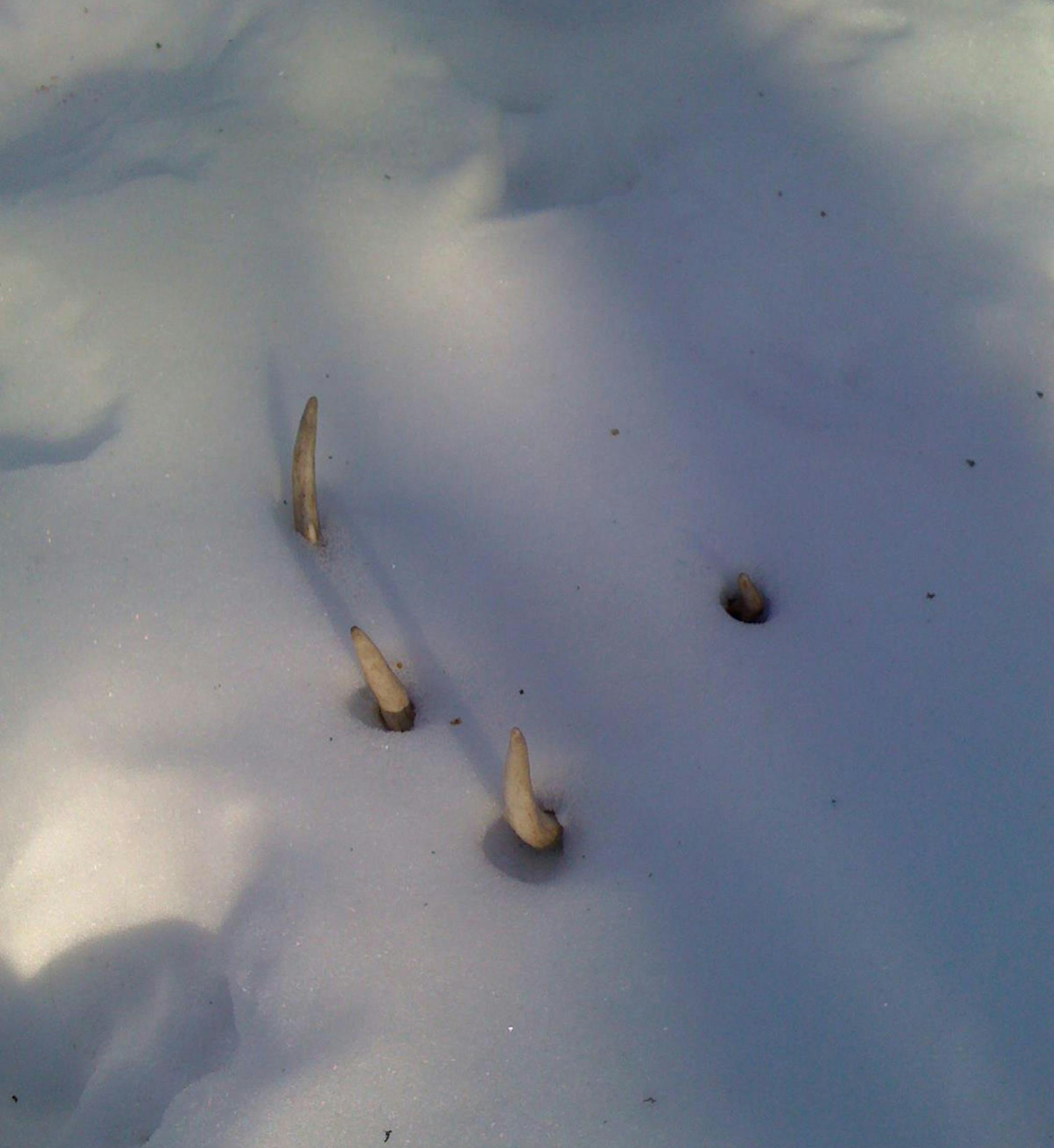 Shed, for Outdoors Weekend