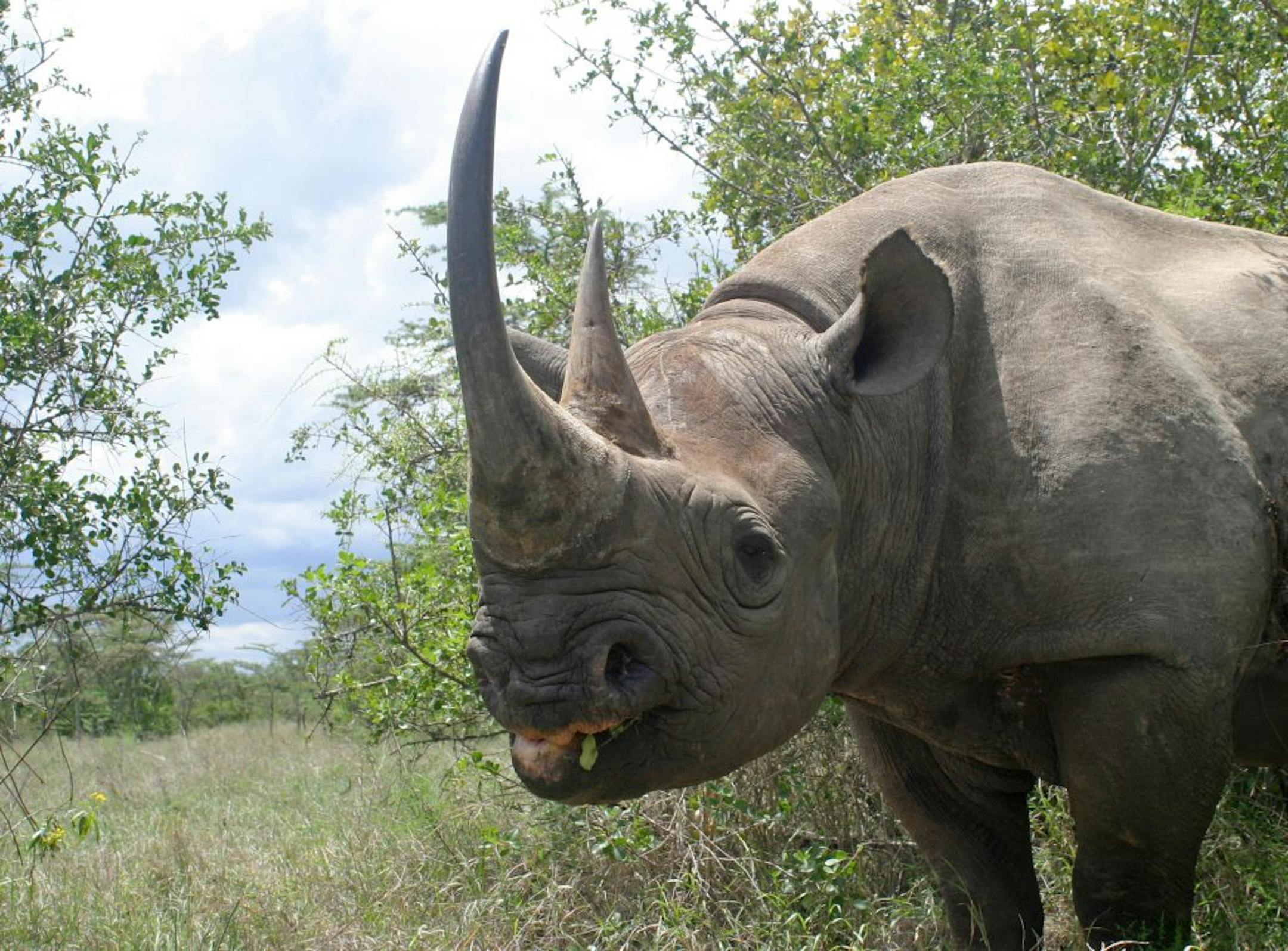 Morani, a tame black rhinoceros under 24 hour armed protection, at the Sweetwaters game reserve in Kenya, April 29, 2005.