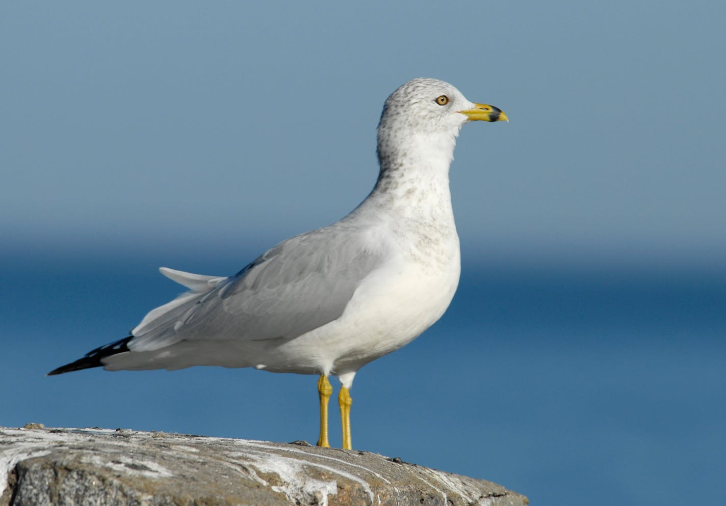 Ring-billed gull perched on a rock with lake in the background