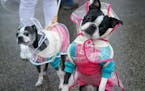 Thousands gather for rainy Walk for Animals at State Fairgrounds
