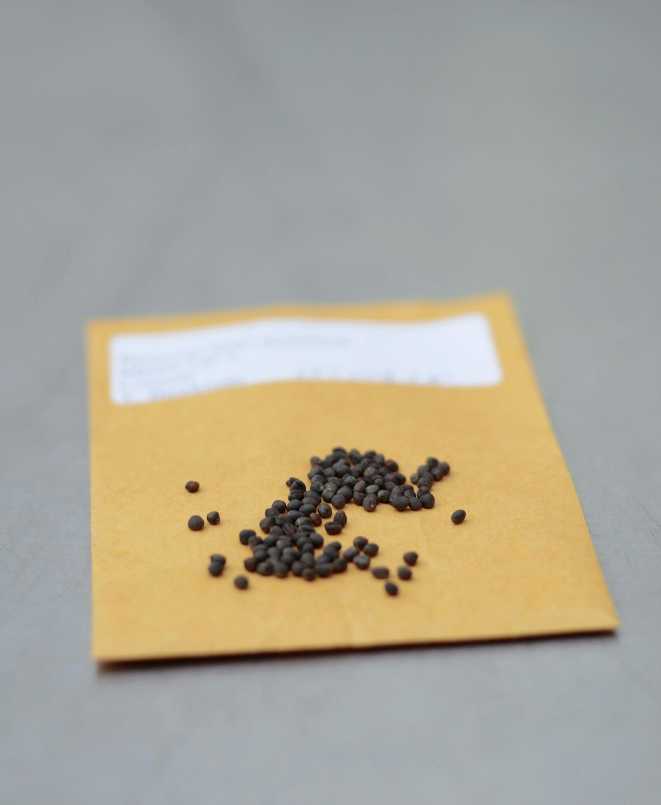 Broccoli seeds at a Cornell University greenhouse in Geneva, N.Y., June 11, 2013. Thomas Bjorkman and his team at Cornell are creating new seeds that will flower in warmer climates, eliminating the need to ship the vegetable from far away and improving its taste. (Heather Ainsworth/The New York Times)