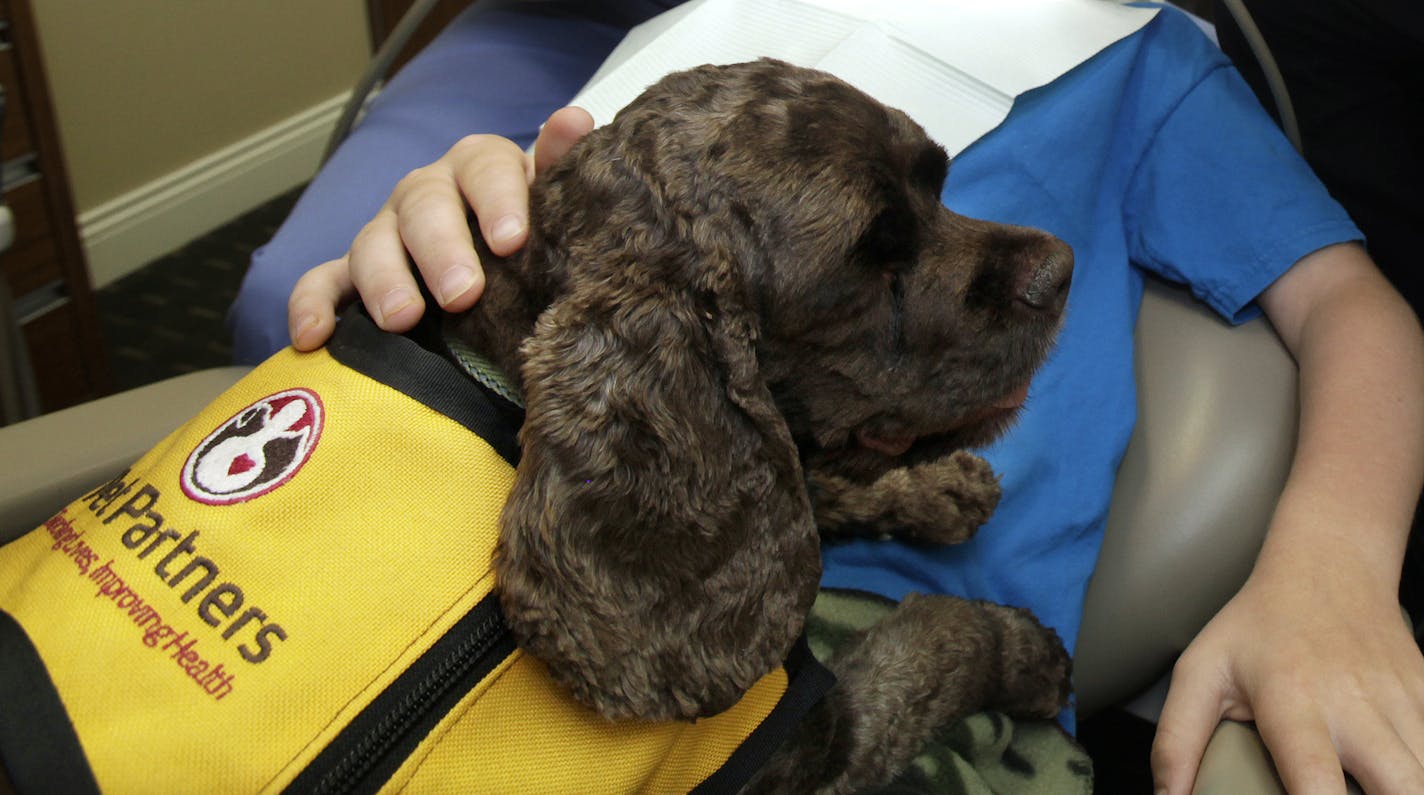 Patient Hugh Witzmann of Maplewood pets Molly (dog) as Dr. Brian Kraby and Mary Reck prepare to fill a cavity at Applewood Family Dental in Woodbury, MN on August 13, 2013. ] JOELKOYAMA&#x201a;&#xc4;&#xa2;joel koyama@startribune