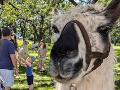 All summer long, Hennepin County libraries are hosting a unique and fuzzy learning experience: Live llamas at the library.