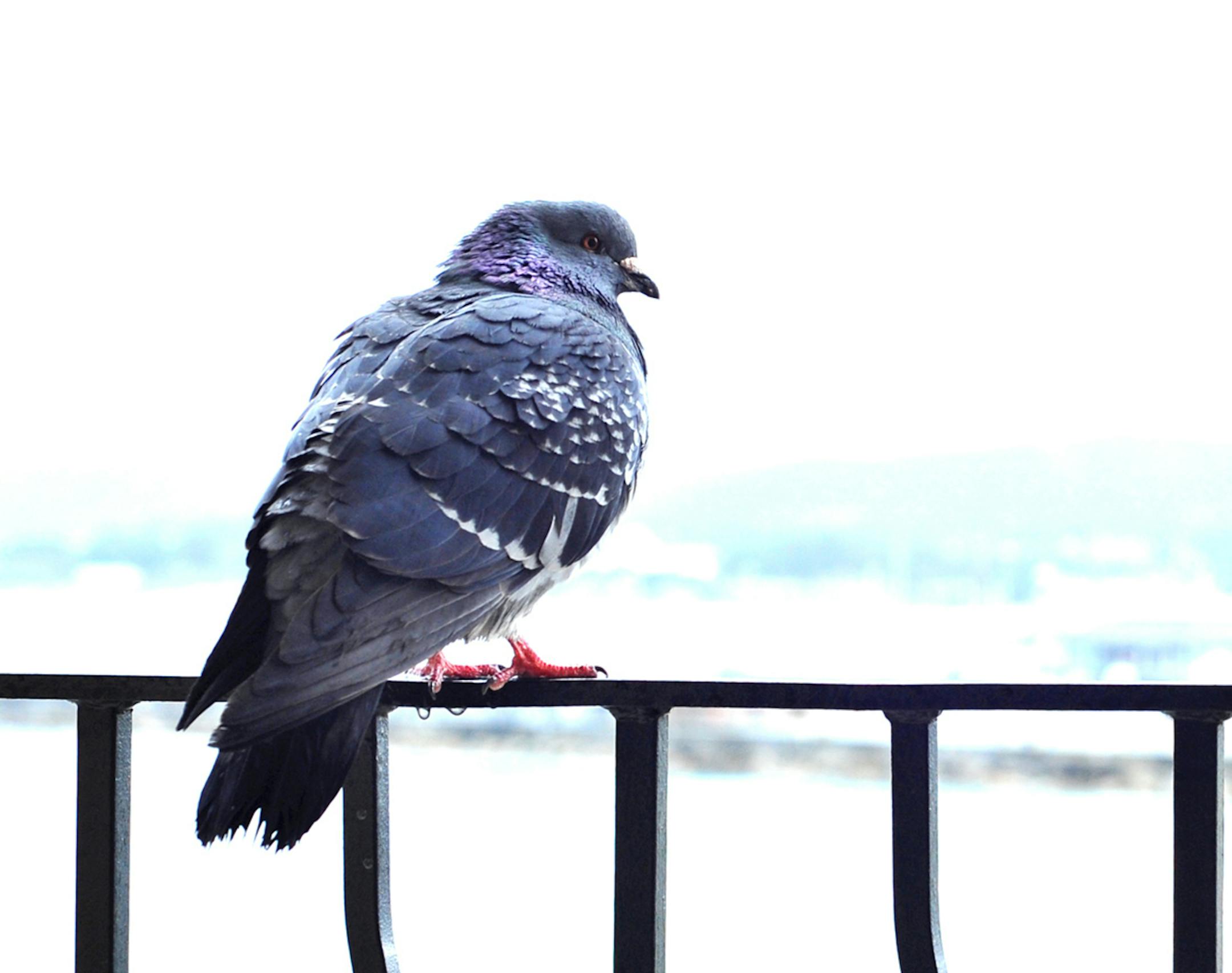 Pigeons find plenty of perches in the city.
Photo by Jim Williams