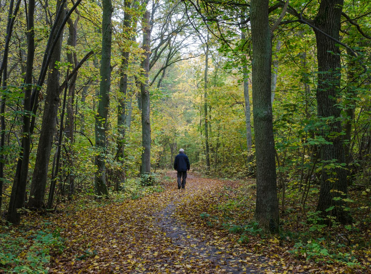 Walking man at a winding footpath in a forest with autumn colors