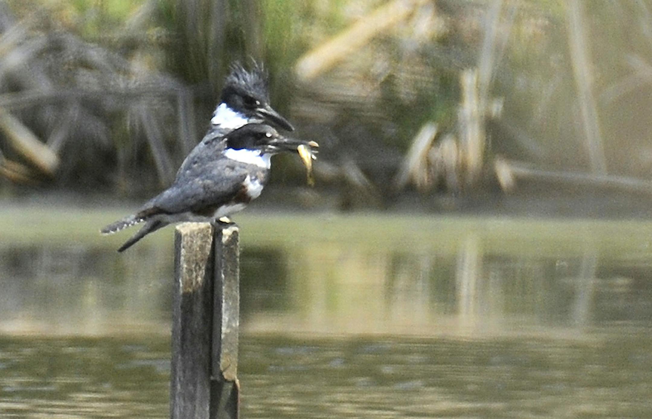 The kingfisher pair. Female has a minnow in her bill.
Jim Williams