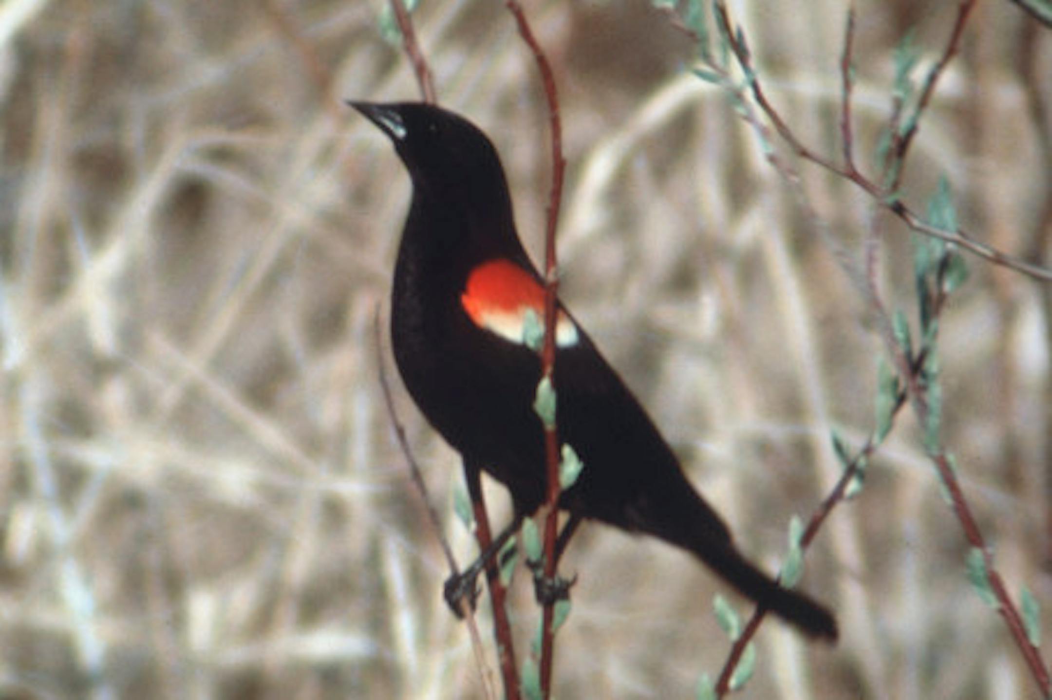 BIRDS, BIRD - male Red-Winged Blackbird. Handout photo. // red wing //