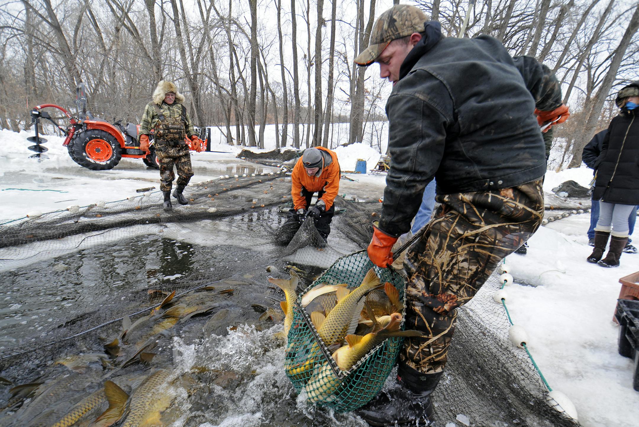Invasive carp are removed from Silver Lake. Photo by Derek J Dickenson/Three Rivers Park District