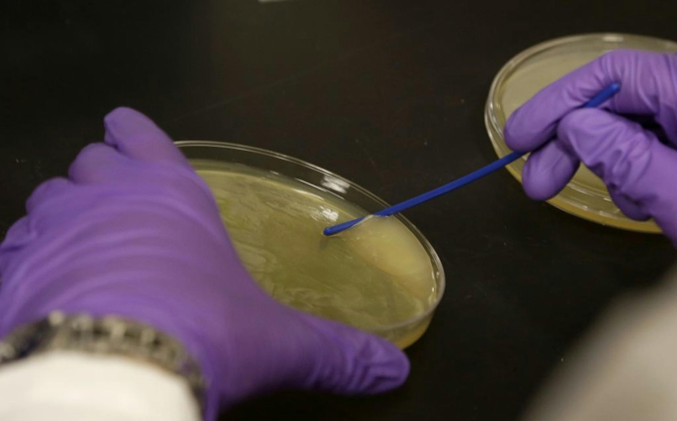 Principal scientists Matt Drever scrapes bacteria from an agar plate during an antibody phage experiment at the Pfizer laboratory at the University of California at San Francisco (UCSF) Mission Bay campus in San Francisco, Tuesday, Dec. 18, 2012. Pfizer Inc., Astra Zeneca PLC and Eli Lilly and Co. are among the major international drug companies signing seven-figure, multi-year umbrella agreements with schools such as New York University, Harvard and the University of California-San Francisco. T